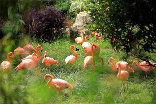 昆明植物园爆料案件最新,惊现神秘涉案者,真相即将揭晓 第1张 昆明植物园爆料案件最新,惊现神秘涉案者,真相即将揭晓 第1张