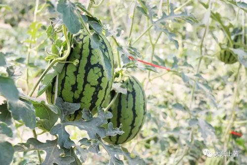 成县的吃瓜网红是谁啊,揭秘网络红人的魅力与影响力  第2张